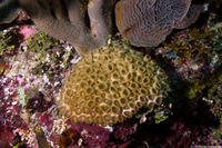 Palythoa caribaeorum (Encrusting Zoanthid)