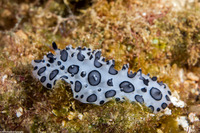 Ceratophyllidia papilligera (Black-Spotted Ceratophyllidia)