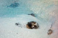 Hypanus americanus (Southern Stingray)