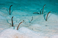 Heteroconger longissimus (Brown Garden Eel)