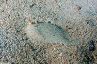Bothus ocellatus (Eyed Flounder)