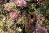 Coryphopterus hyalinus (Glass Goby)