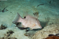 Lachnolaimus maximus (Hogfish)