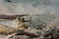 Bothus lunatus (Peacock Flounder)