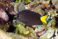 Microspathodon chrysurus (Yellowtail Damselfish)