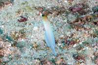 Opistognathus aurifrons (Yellowhead Jawfish)