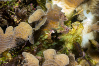 Symplegma viride (Encrusting Social Tunicate)