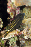 Cantherhines pullus (Orangespotted Filefish)