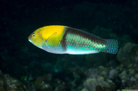 Halichoeres garnoti (Yellowhead Wrasse)