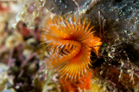 Pomatostegus stellatus (Star Horseshoe Worm)