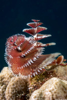 Spirobranchus giganteus (Christmas Tree Worm)