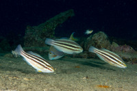Scarus iseri (Striped Parrotfish)