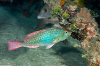 Sparisoma aurofrenatum (Redband Parrotfish)