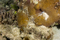 Terebellidae sp.1 (Spaghetti Worm)