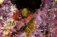 Cinetorhynchus manningi (Red Night Shrimp)