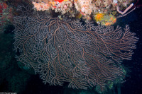 Iciligorgia schrammi (Deepwater Sea Fan)