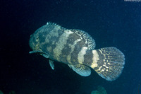Epinephelus itajara (Goliath Grouper)