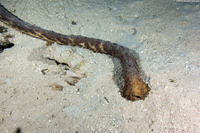 Holothuria thomasi (Tiger Tail Sea Cucumber)