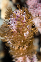 Briareum asbestinum (Corky Sea Finger)