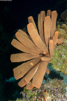 Agelas tubulata (Tubulate Sponge)
