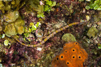 Cosmocampus albirostris (Shortfin Pipefish)
