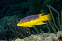 Bodianus rufus (Spanish Hogfish)