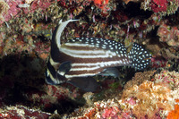 Equetas punctatus (Spotted Drum)