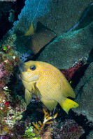 Microspathodon chrysurus (Yellowtail Damselfish)