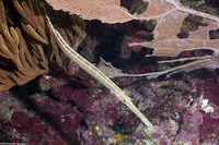 Aulostomus maculatus (Atlantic Trumpetfish)