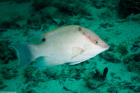 Lachnolaimus maximus (Hogfish)
