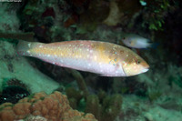 Halichoeres garnoti (Yellowhead Wrasse)