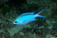 Chromis cyanea (Blue Chromis)