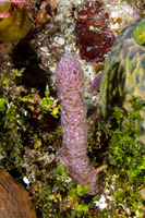 Niphates erecta (Lavender Rope Sponge)