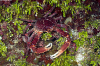 Maguimithrax spinosissimus (Channel Clinging Crab)
