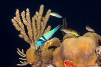 Thalassoma bifasciatum (Bluehead)