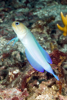 Opistognathus aurifrons (Yellowhead Jawfish)