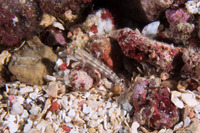 Gnatholepis thompsoni (Goldspot Goby)