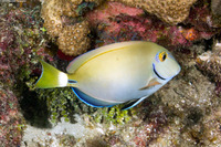 Acanthurus tractus (Ocean Surgeonfish)
