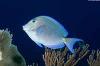 Acanthurus coeruleus (Blue Tang)