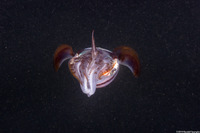 Sepioteuthis sepioidea (Caribbean Reef Squid)