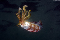 Sepioteuthis sepioidea (Caribbean Reef Squid)