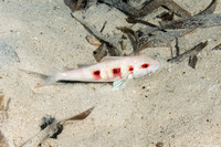 Pseudupeneus maculatus (Spotted Goatfish)