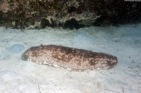 Astichopus multifidus (Furry Sea Cucumber)