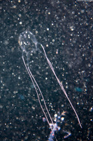 Alatina alata (Sea Wasp)