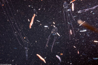 Alatina alata (Sea Wasp)