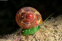 Turbo cailletii (Filose Turban)