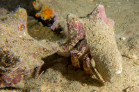 Paguristes puncticeps (Whitespeckled Hermit Crab)