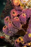 Aiolochroia crassa (Branching Tube Sponge)