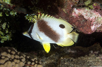 Chaetodon ocellatus (Spotfin Butterflyfish)
