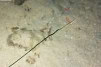 Phylum Nemertea (Ribbon Worm)